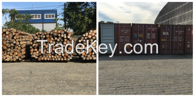 EUCALYPTUS LOGS