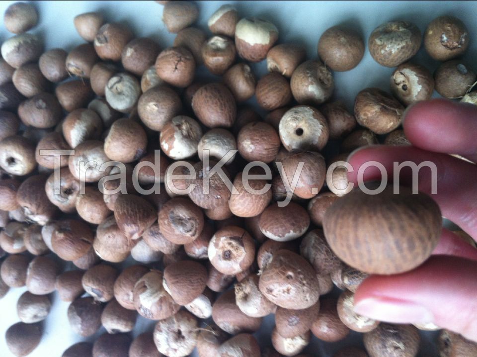 Dried Betel Nut Whole &amp; Split