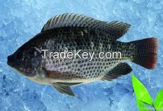 frozen black tilapia