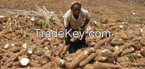 KOSSO AND TEAK WOOD