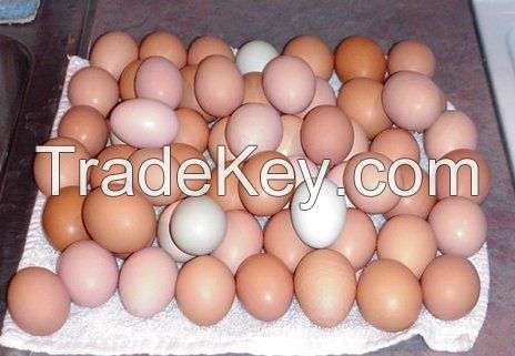 Grade A farm fresh Chicken eggs for sale ~~ Brown and White Eggs !!