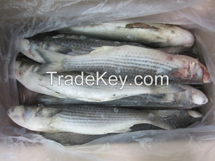 Frozen Grey Mullet Fish