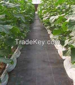 HOT SALE UV treated pp weed control cloth used for landscape ground cover