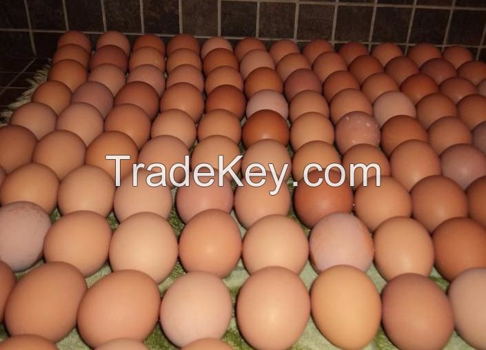 Chicken Eggs