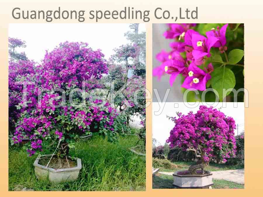 Bougainvillea glabra