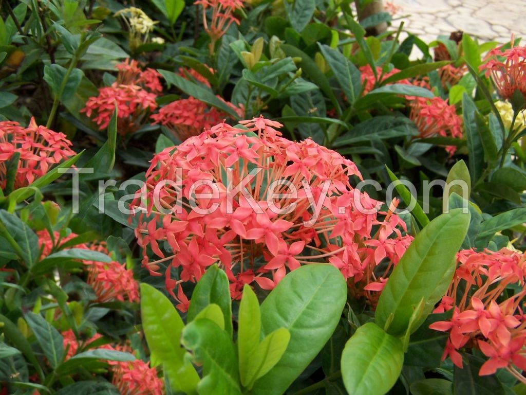 Ixora chinensis