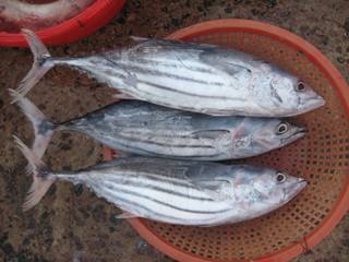 skipjack tuna, threafinbream, parrot fish