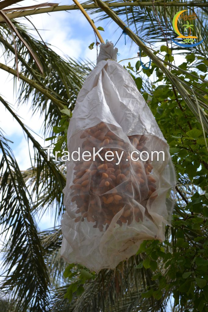 Organic Dates &quot;Deglet Nour&quot;