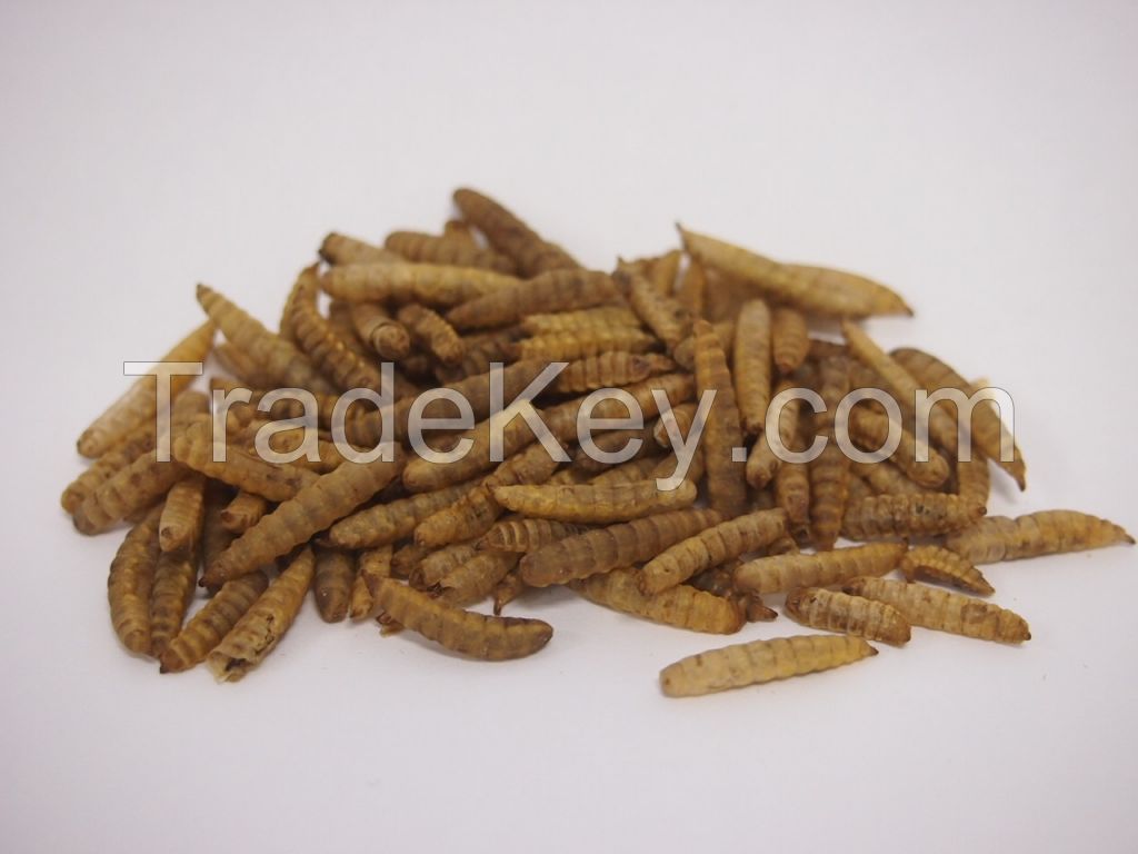 Dried Black Soldier Fly BSF Whole Larvae