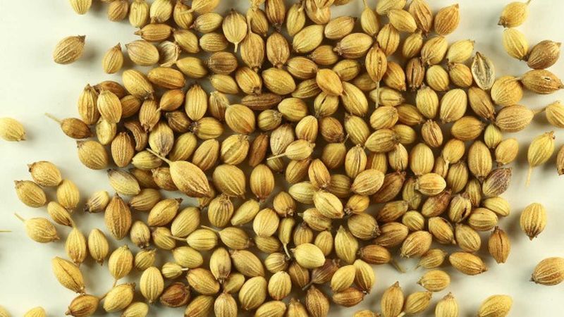 Coriander seeds