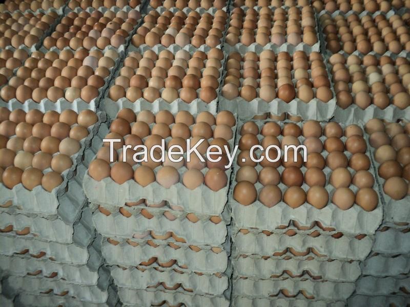 Fresh Chicken eggs, Fertilized Hatching Eggs chicken egg, Halal frozen chicken , ostrich egg, Parrots Eggs