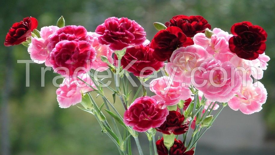 Exporter of Roses , Carnations , Orchids , Lilies , Gerbera