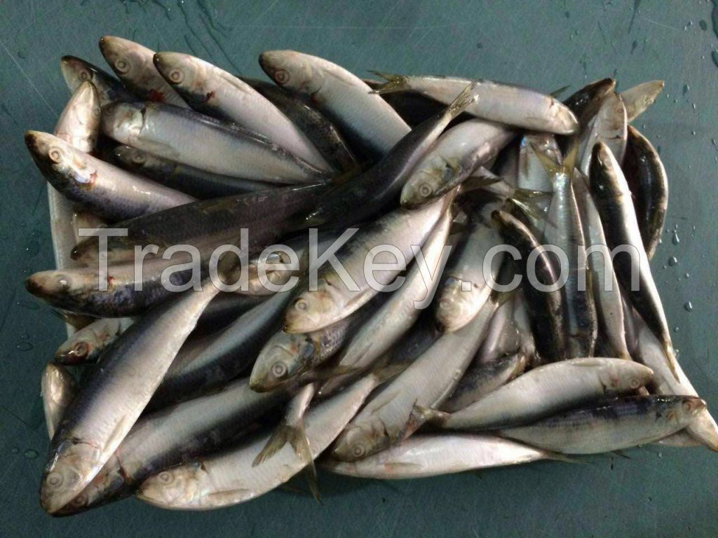 Frozen sardine fish for tuna bait