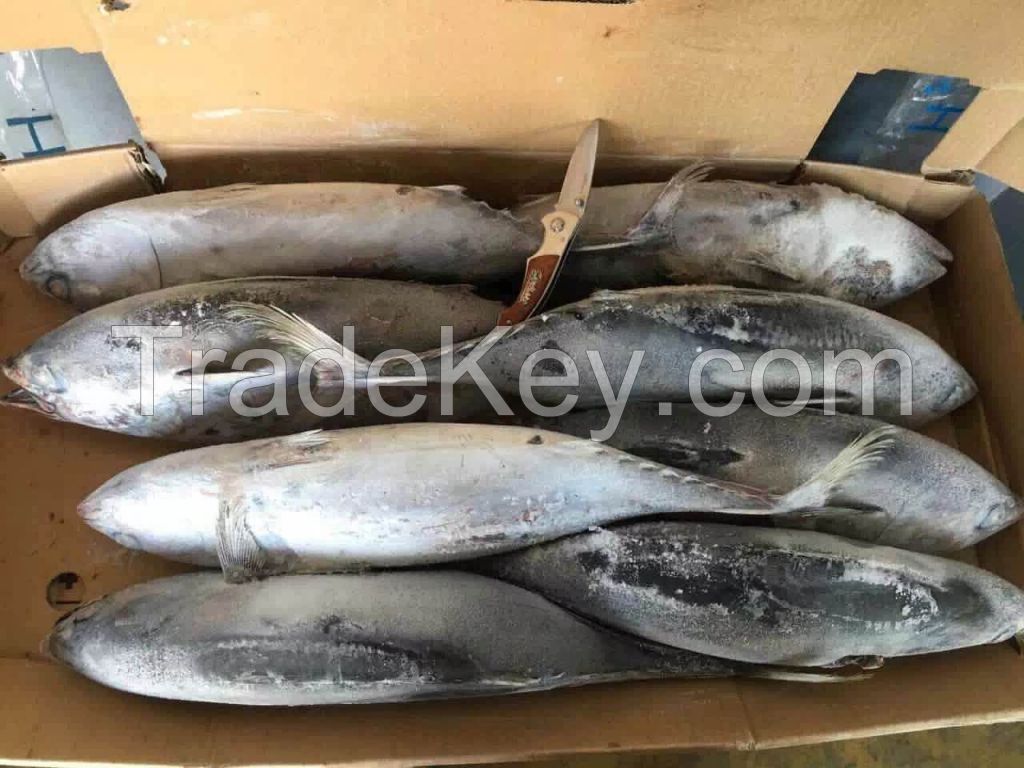 Frozen kawakawa tuna kawakawa fish frozen kawakawa for sale