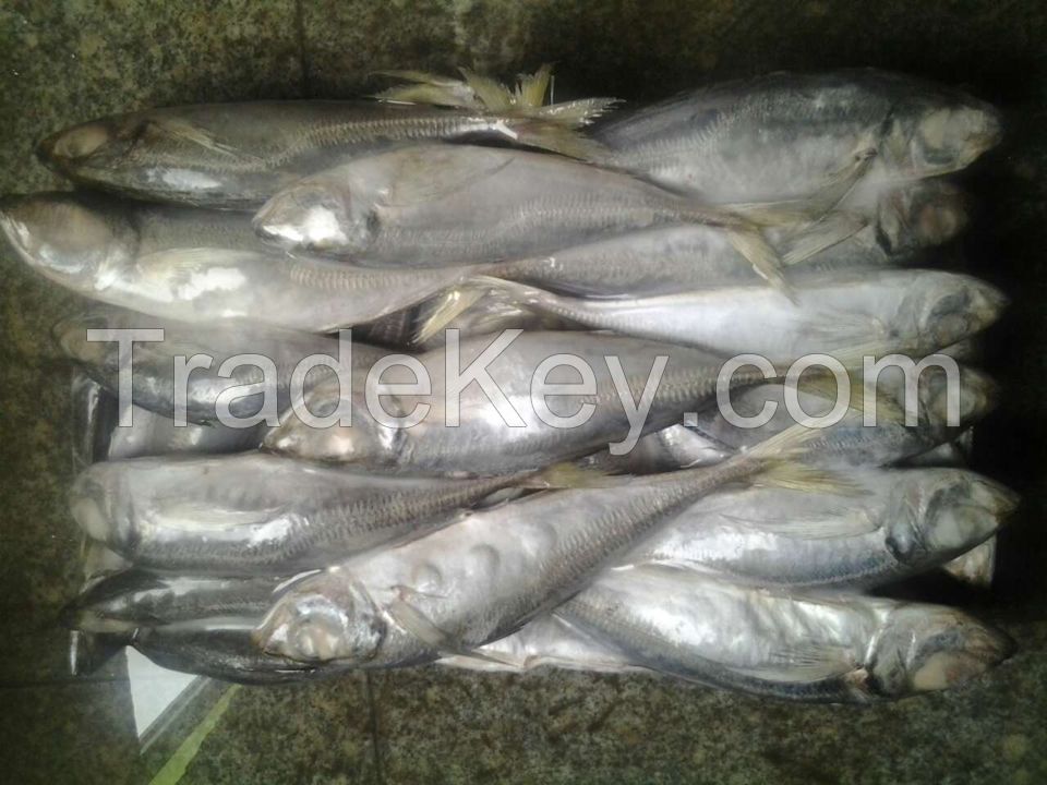 Frozen horse mackerel trachurus japonicus for sale