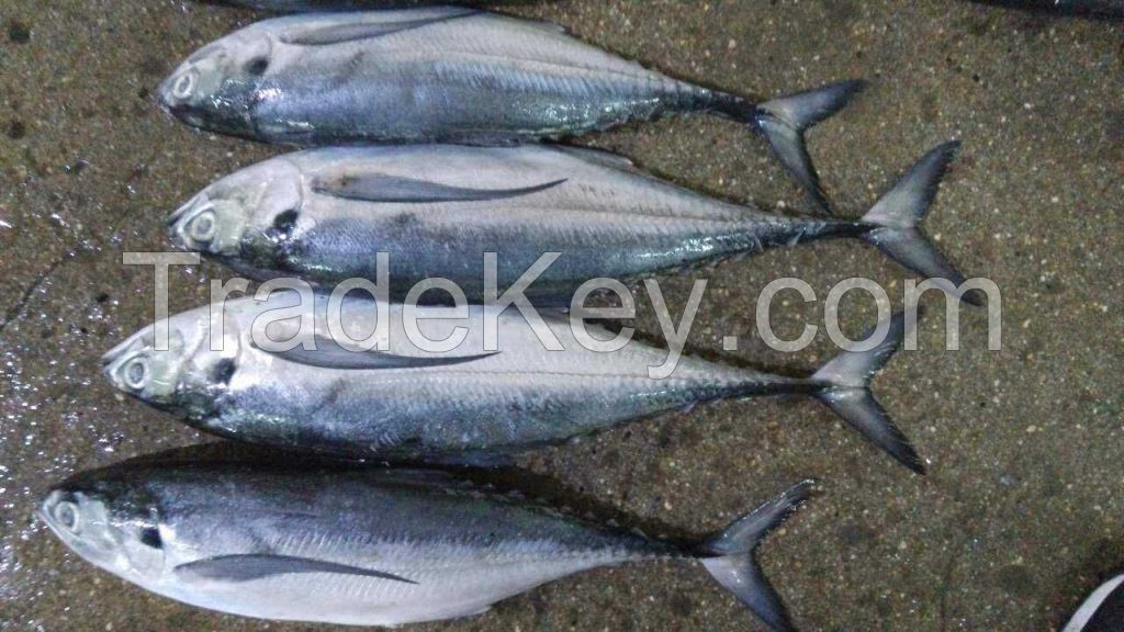 Hardtail scad horse mackerel torpedo scad