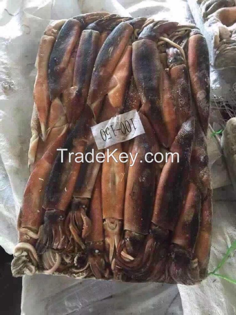 Frozen Illex squid wholesale