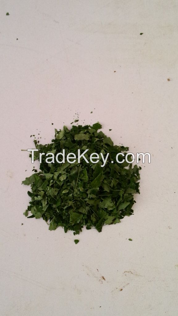 Moringa tea leaves