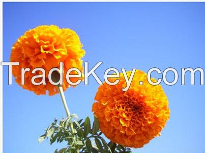 Marigold Oleoresin