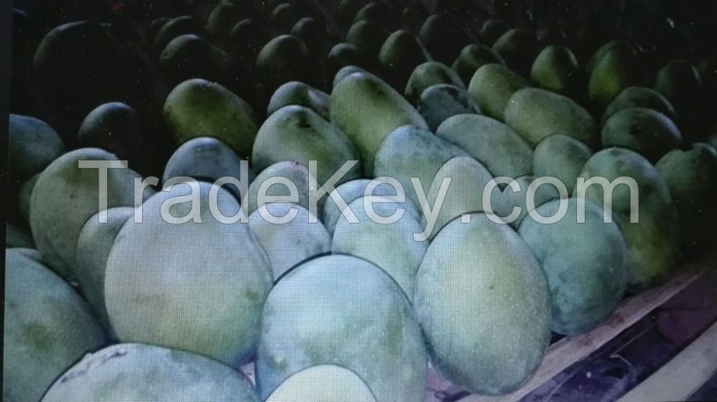 EXPORTING: Ã©lan mangoes.  It is 100% Fresh Organic Mangoes from India.