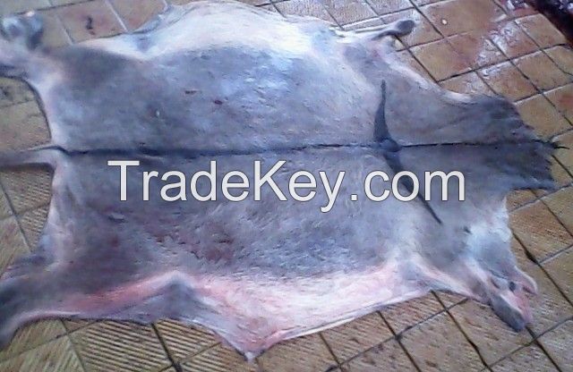 Dry and Wet Salted Donkey/Goat Skin /Cow Hides