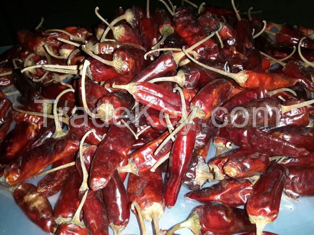 Hot chili Tepa