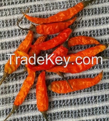 OrganicTeja chilli jolokia