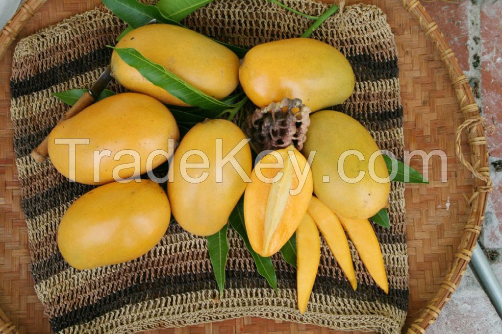 Fresh Kesar Mangos