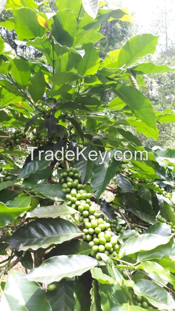 Green bean gayo coffee beans