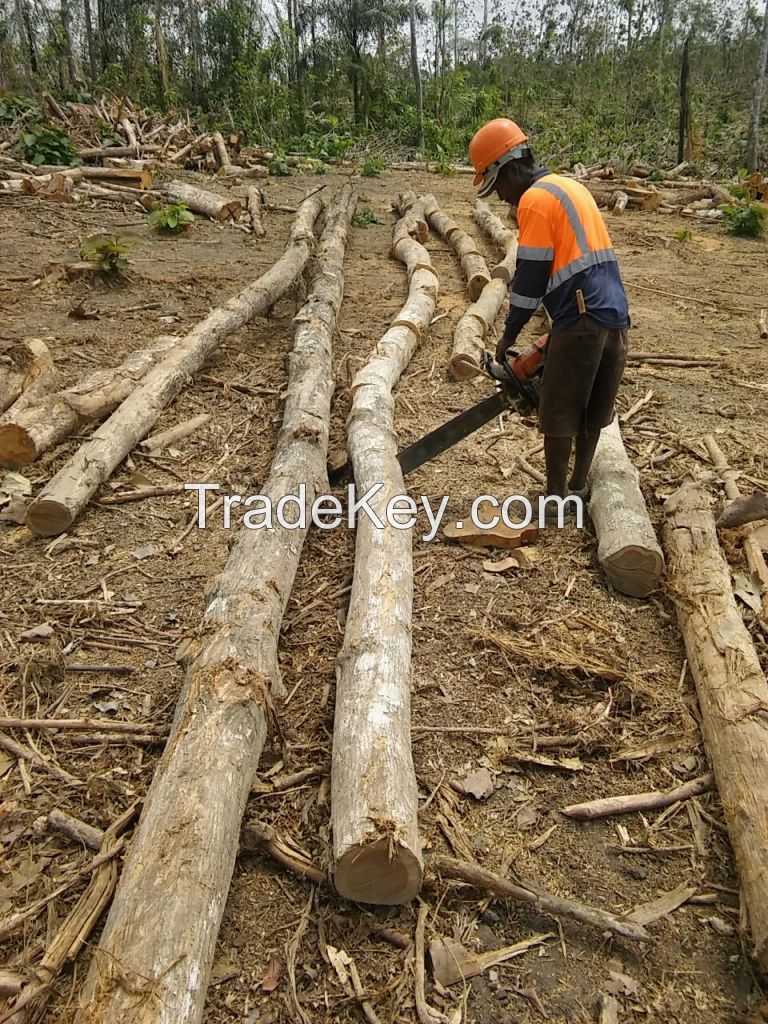 Teak Logs