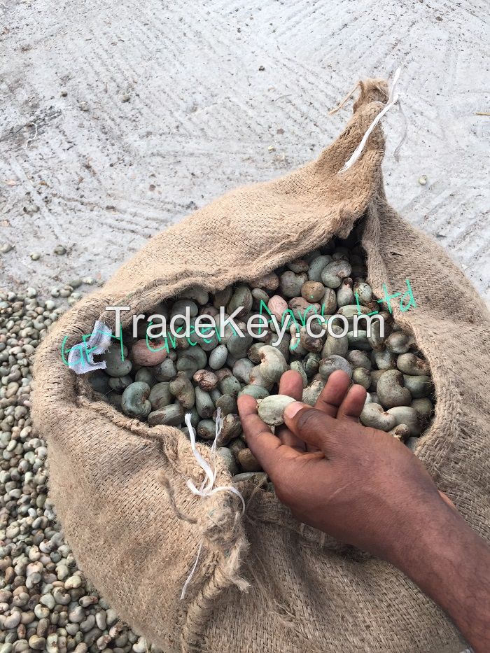 High Quality Raw Cashew Nuts (RCN)