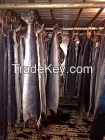 Frozen Sailfish DWT