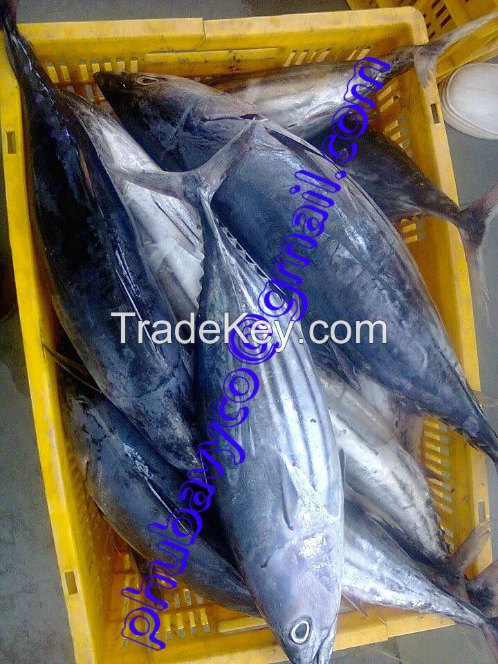 Frozen Skipjack Tuna 