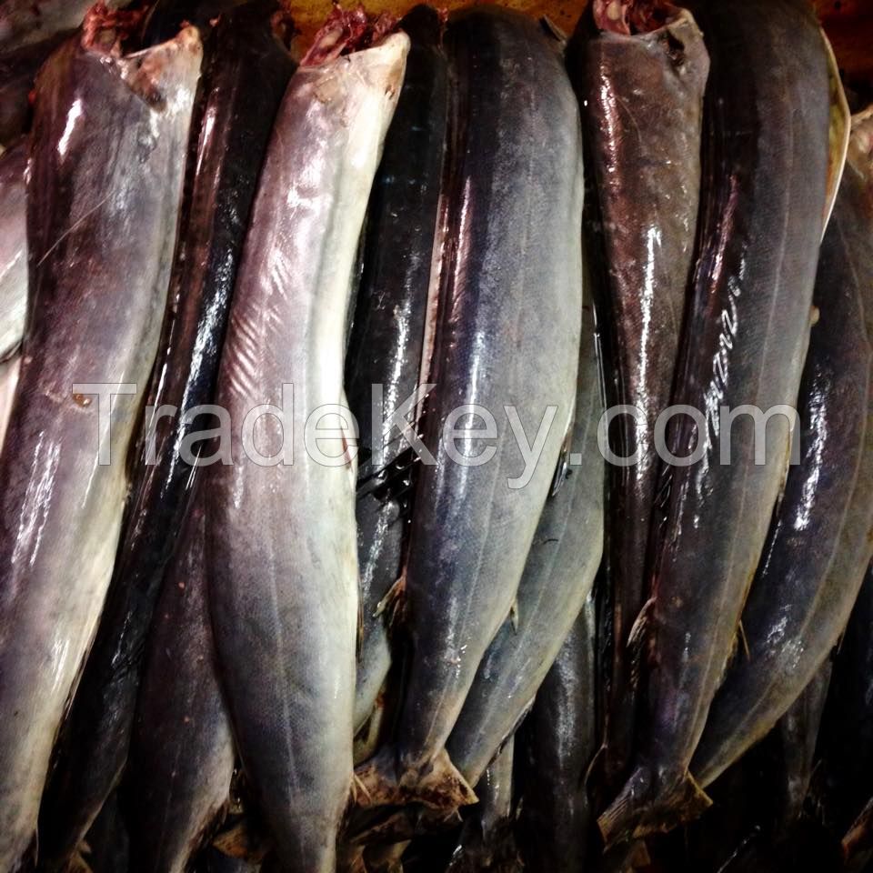 Frozen Sailfish DWT