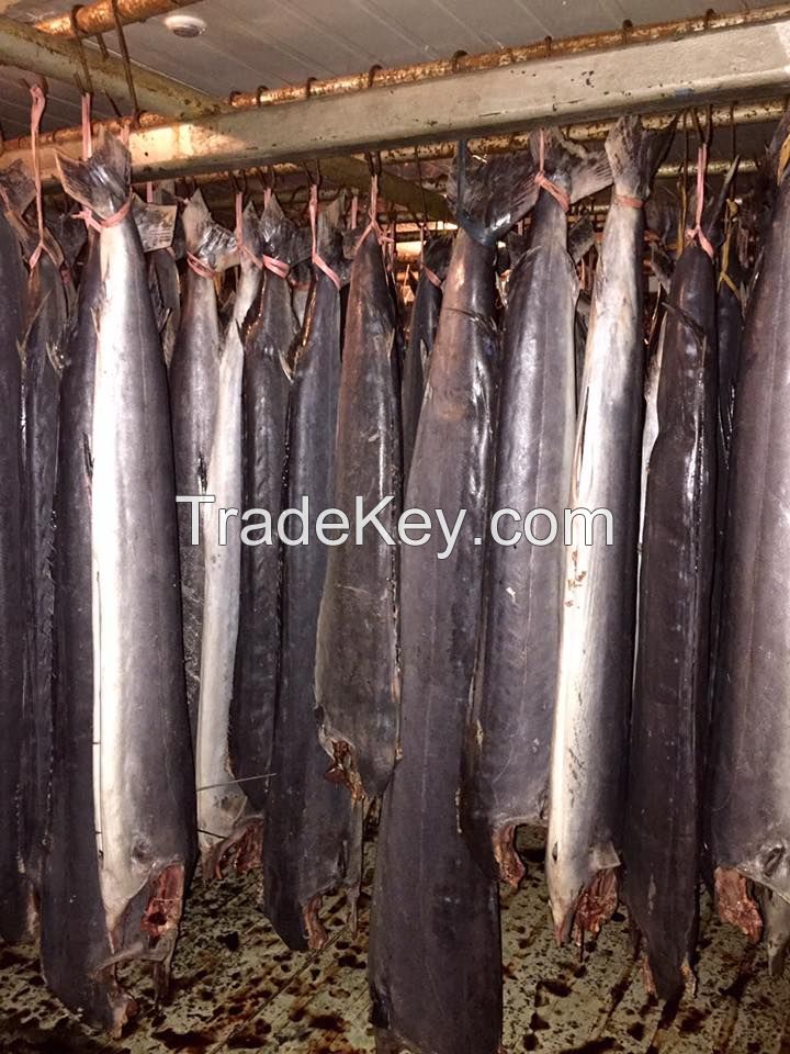 Frozen Sailfish DWT