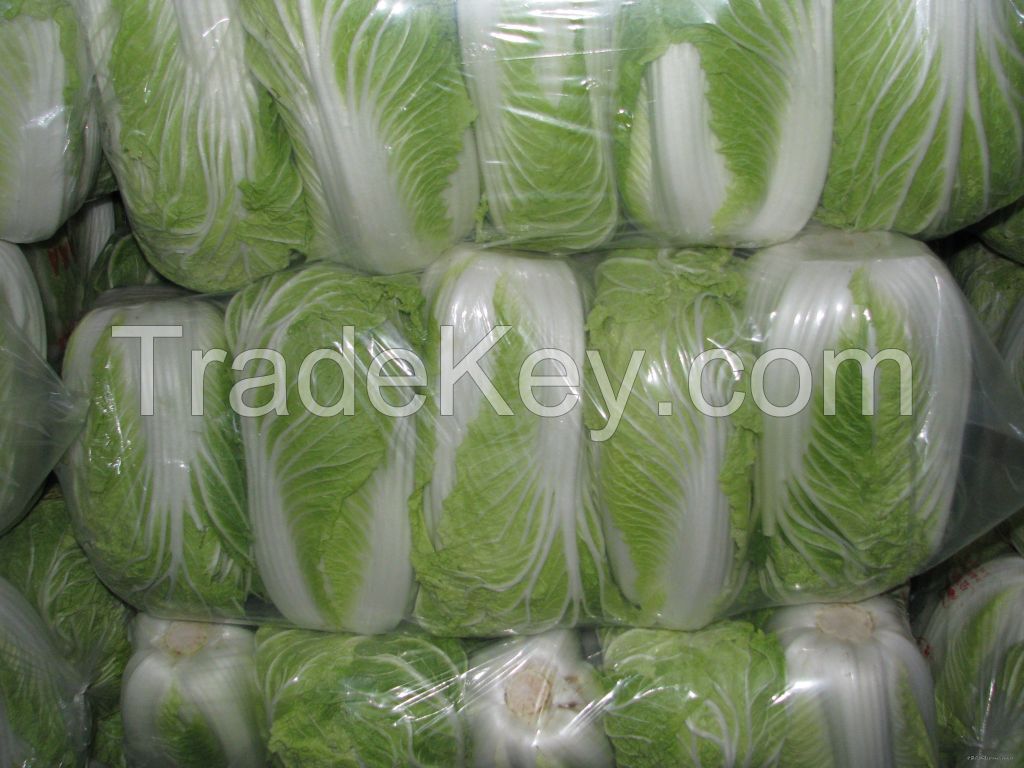 Chinese cabbage