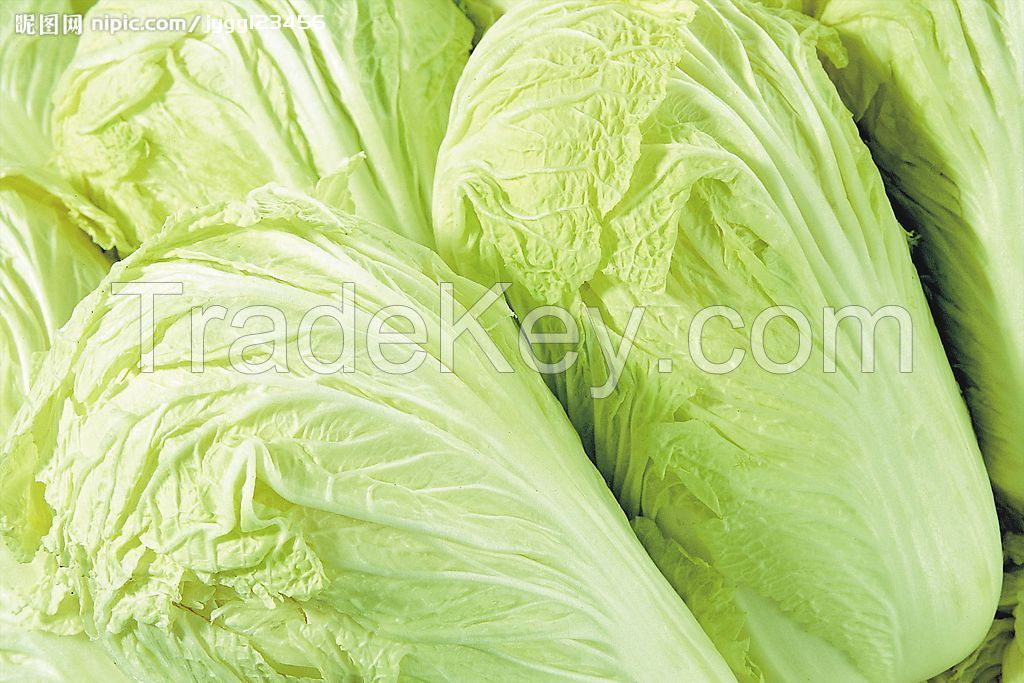 Chinese cabbage