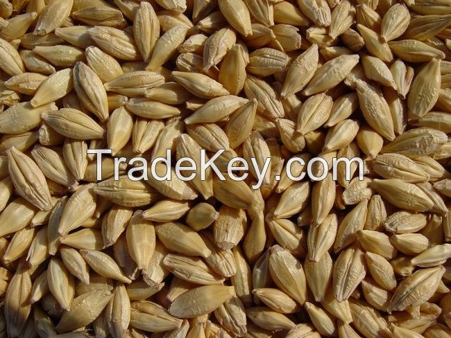 Barley