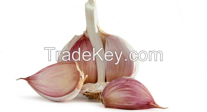 Fresh Garlic Available For Sale And Export