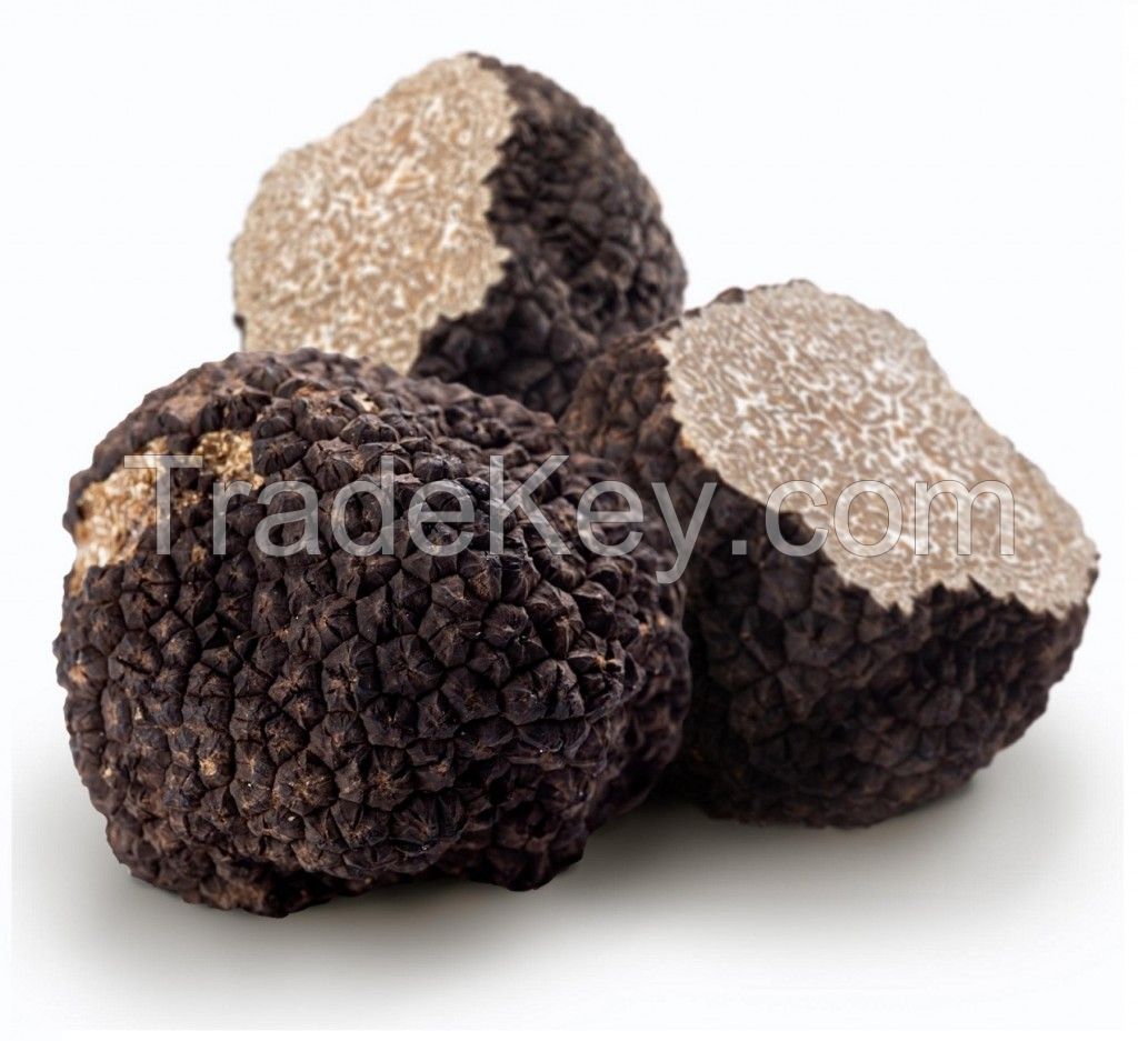 Tuber Magnatum, Tuber Uncinatum, Tuber Melanosporum, Tuber Brumale, TUBER AESTIVUM, 