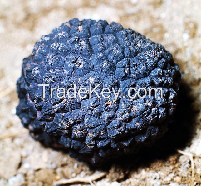 Tuber Magnatum, Tuber Uncinatum, Tuber Melanosporum, Tuber Brumale, TUBER AESTIVUM, 