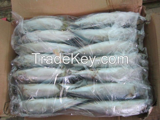 jack mackerel frozen mackerel scomber japonicus frozen pacific mackerel fish frozen mackerel fish