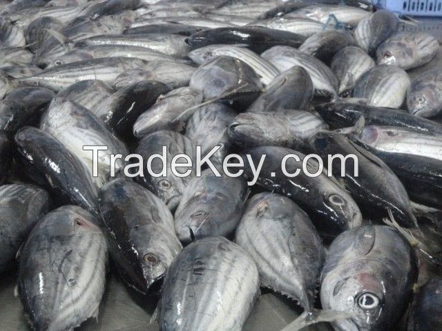 Frozen Bonito Fish WR For Sale