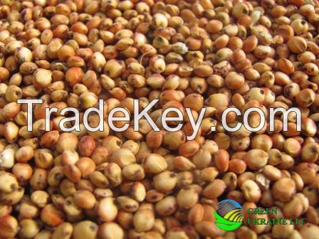 sorghum