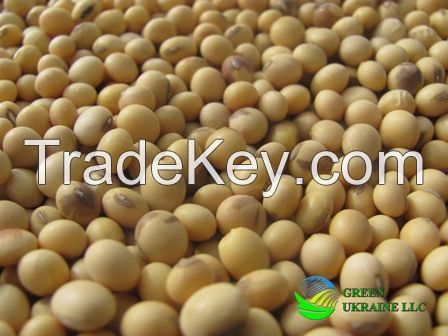 Ukrainian soybean