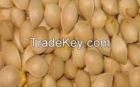 Ginkgo Nuts