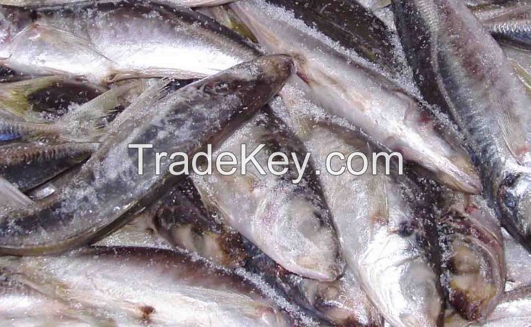 Frozen Round Scad Fish