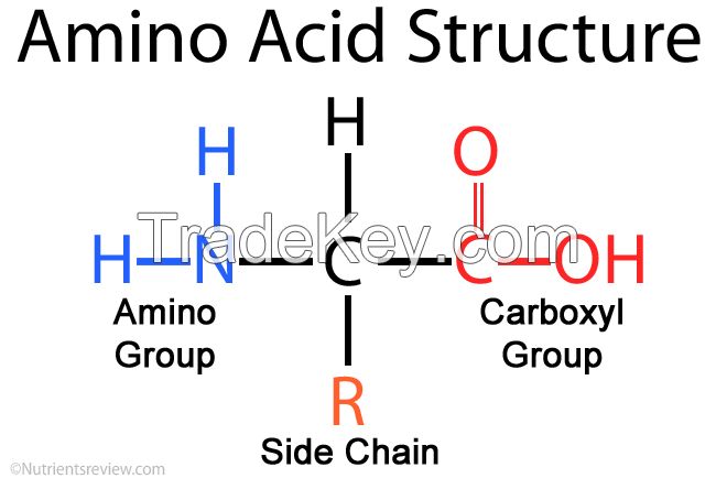 Amino Acids