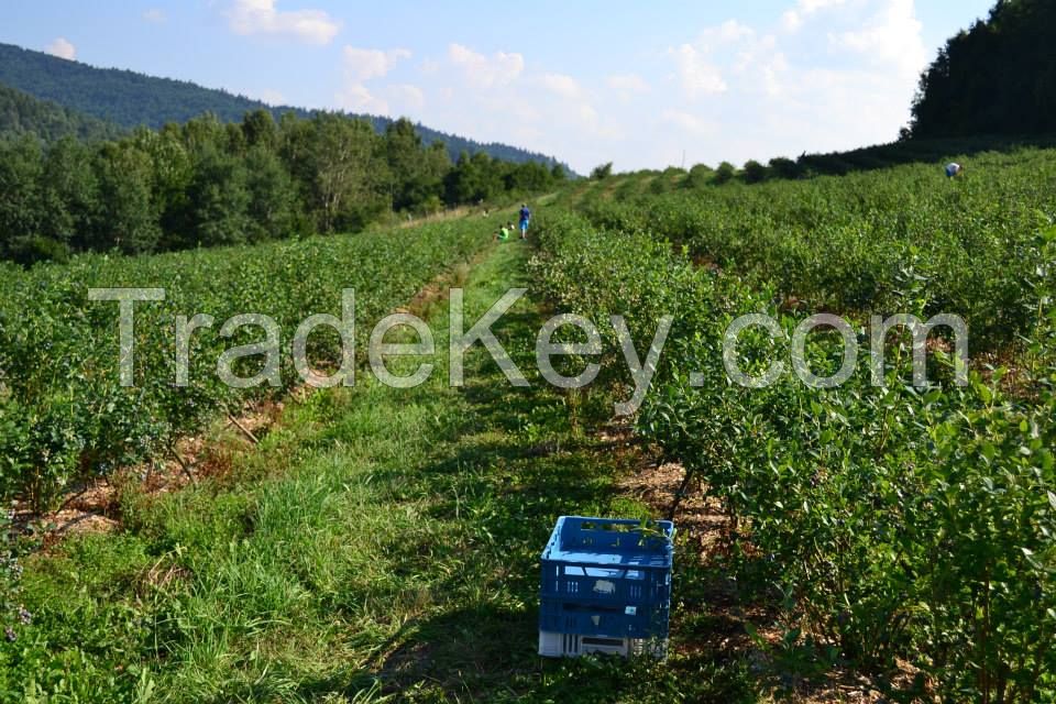 Fresh Blueberries