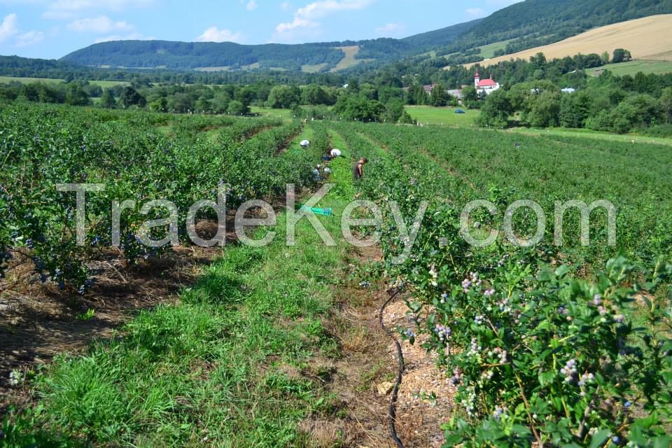 Fresh Blueberries